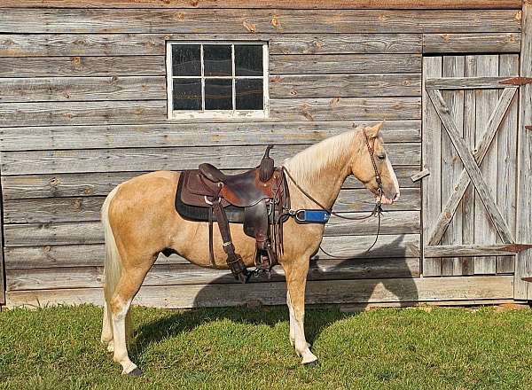 trail-gaited-horse-kentucky-mountain