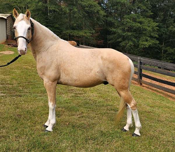 palomino-kentucky-mountain-horse