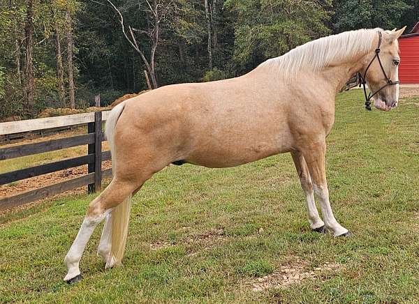 gelding-kentucky-mountain-horse