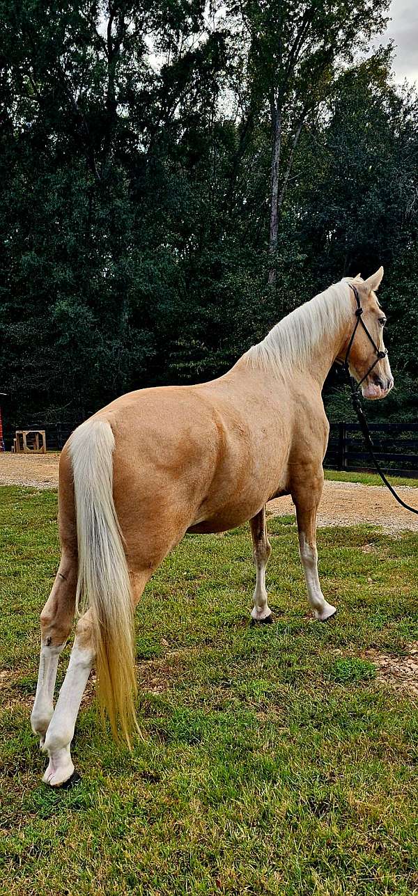 kentucky-mountain-horse
