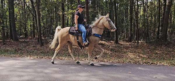 all-around-kentucky-mountain-horse