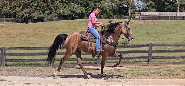buckskin-horse-missouri-fox-trotter