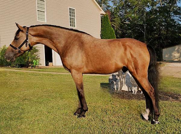 see-pictures-horse