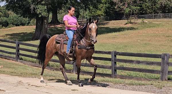 gaited-horse-missouri-fox-trotter