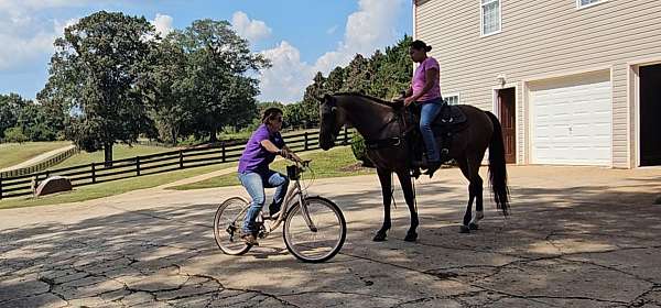 trail-gaited-horse-missouri-fox-trotter