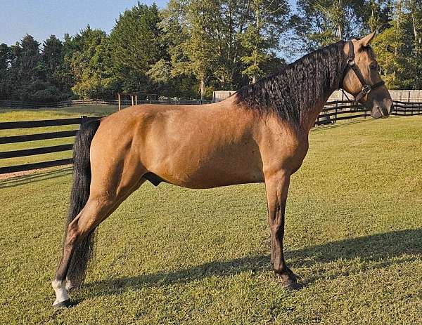 show-horse-missouri-fox-trotter
