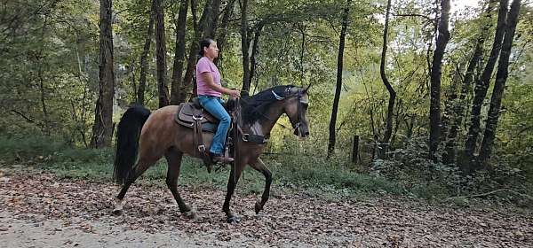 husband-safe-horse-missouri-fox-trotter