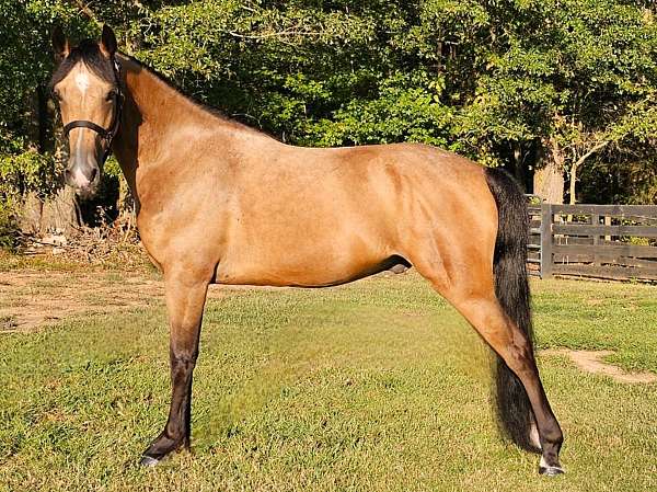 trained-gaited-horse-missouri-fox-trotter
