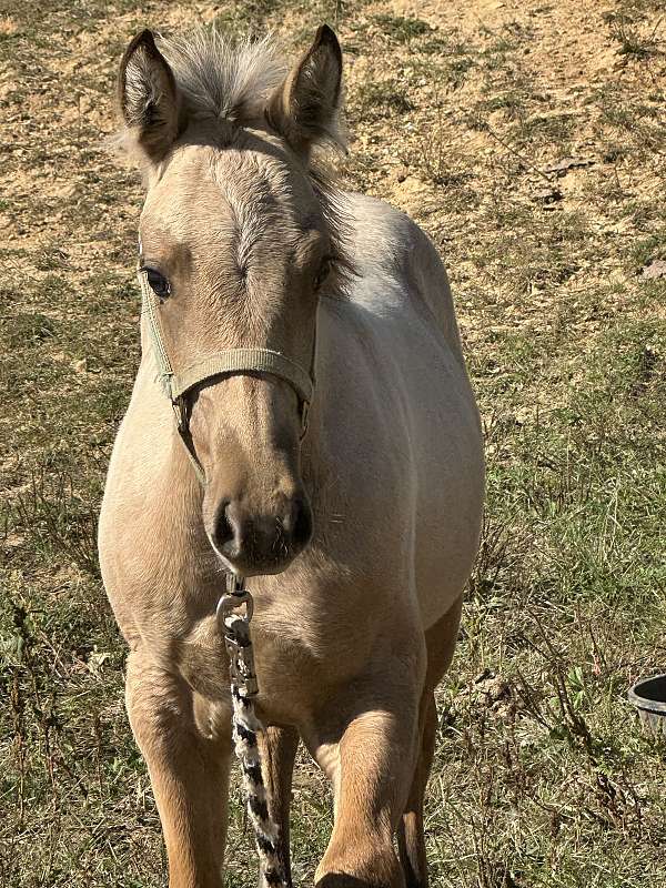 magnum-chic-dream-quarter-horse