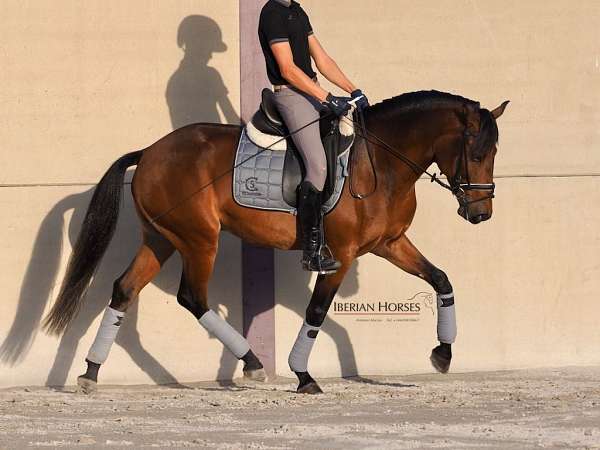 lusitano-horse