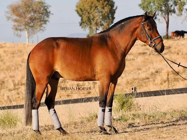 bay-lusitano-horse