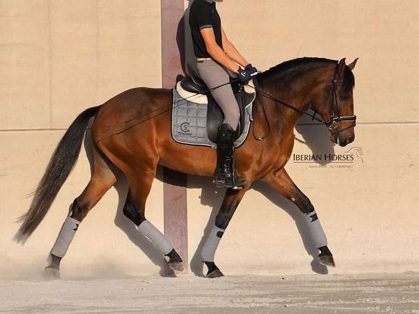 stallion-lusitano-horse
