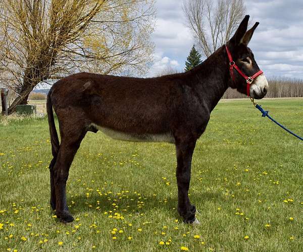 bue-eyes-blaze-donkey