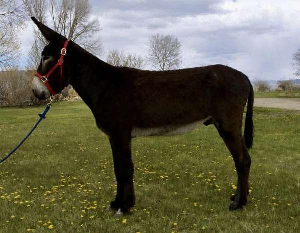 tobiano-bue-eyes-blaze-donkey
