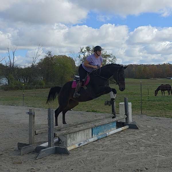 thoroughbred-mare