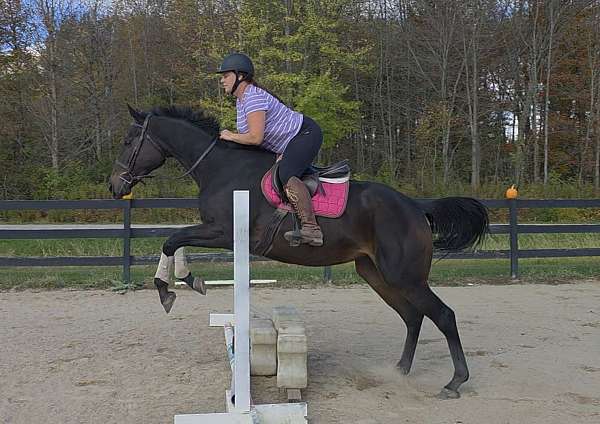 thoroughbred-horse-for-sale