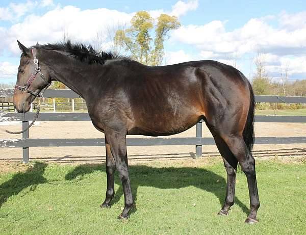 thoroughbred-horse