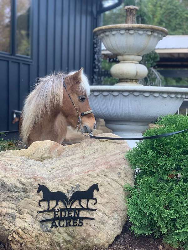 pony-miniature