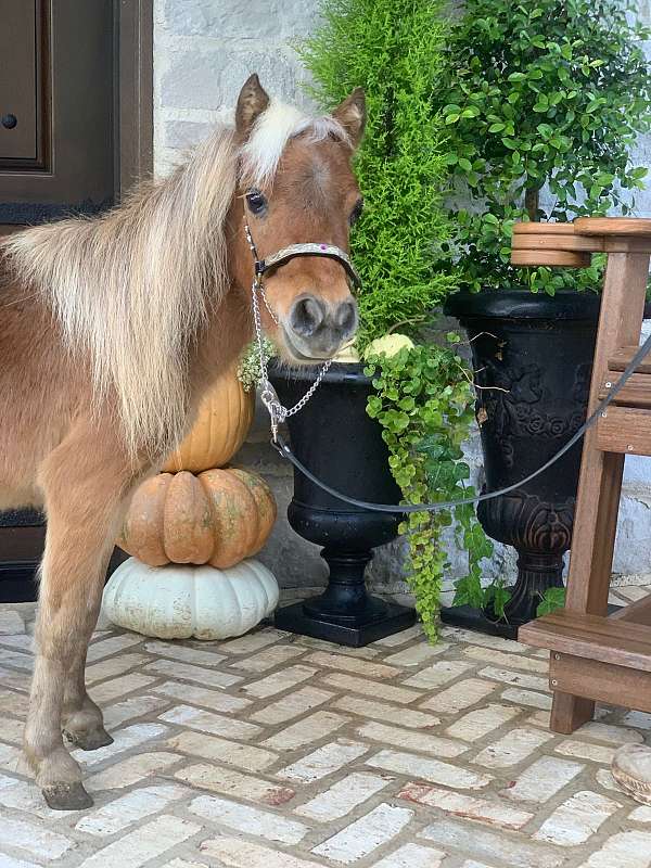 mini-miniature-pony
