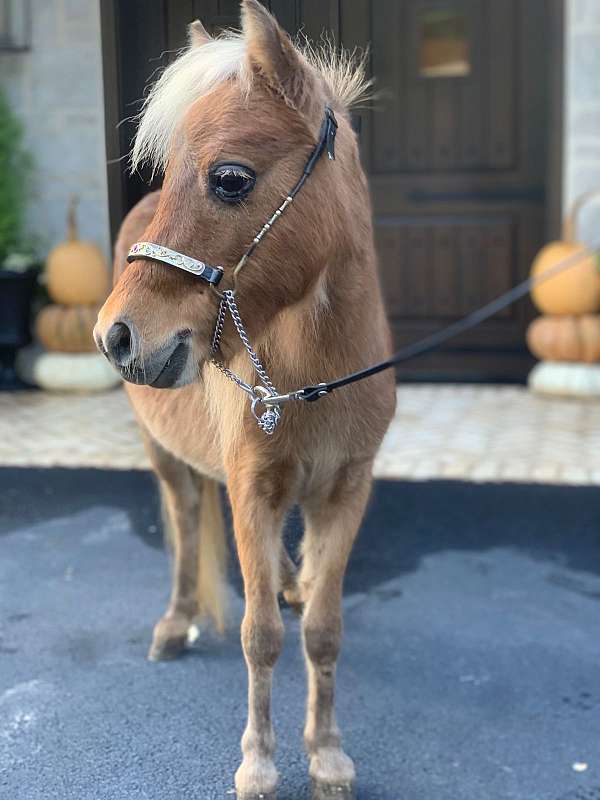 mini-pony-miniature