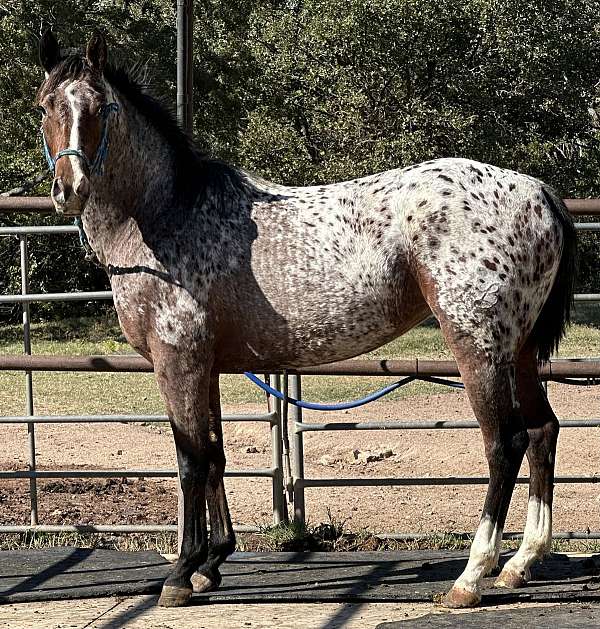 future-fortunes-appaloosa-horse