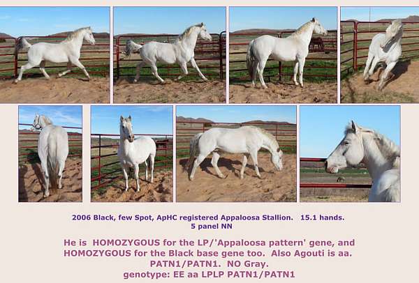 future-fortunes-filly