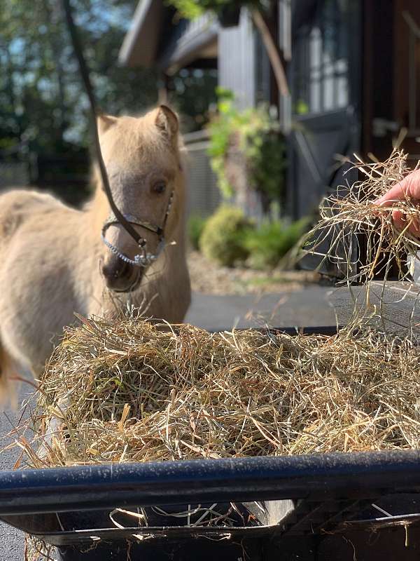 show-fell-pony