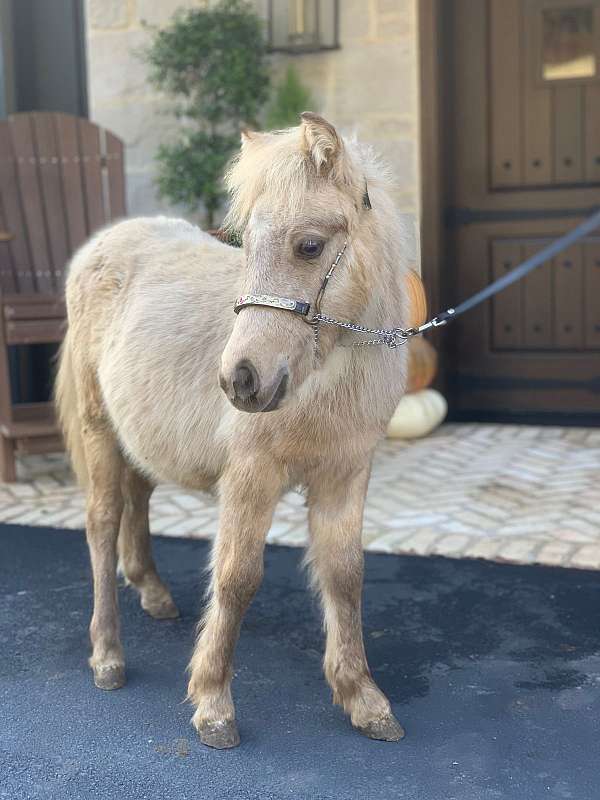 buckskin-fell-pony-colt