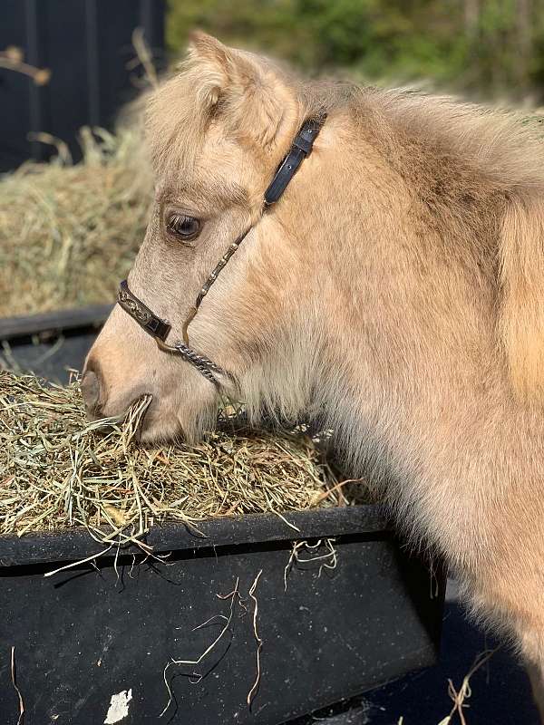 buckskin-amha-amhr-pony