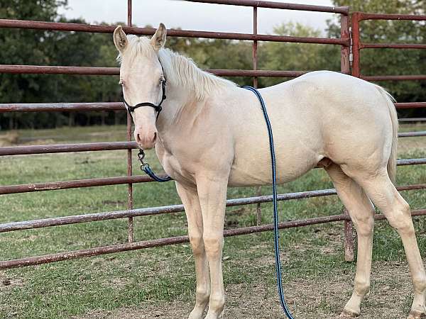 perlino-white-star-on-forehead-horse