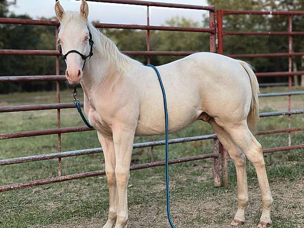 perlino-quarter-horse-weanling