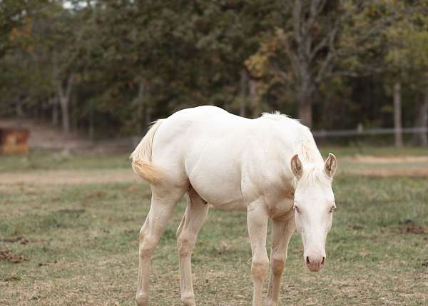 perlino-weanling