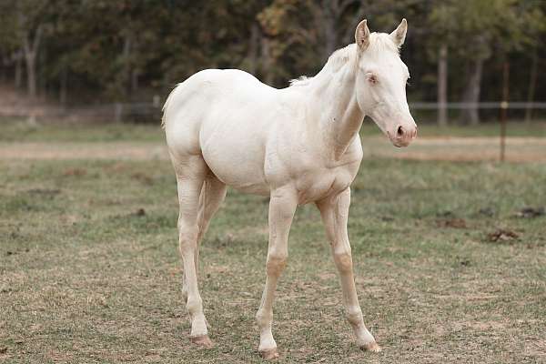 stud-weanling