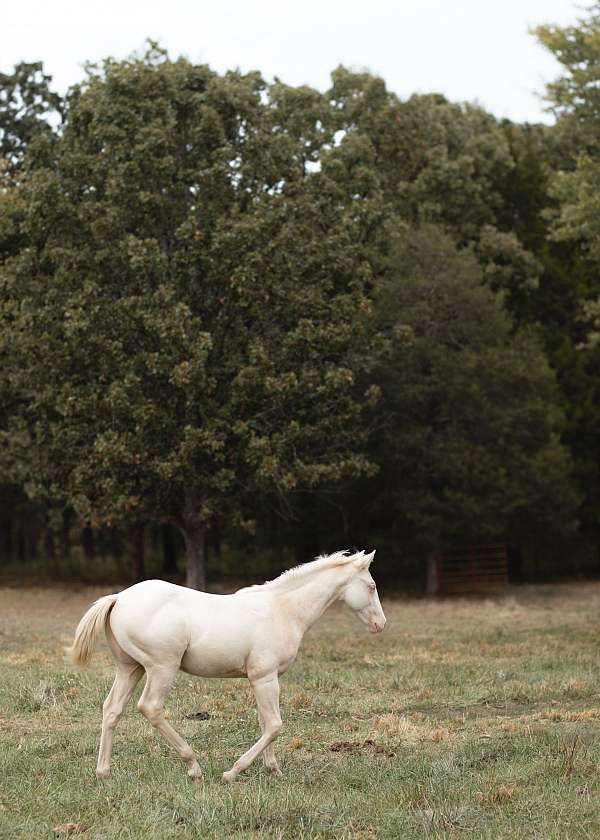 driftwood-weanling