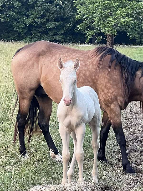 perlino-aqha-weanling