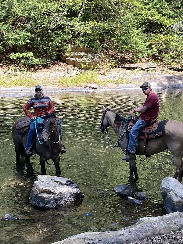 quarter-horse-for-sale