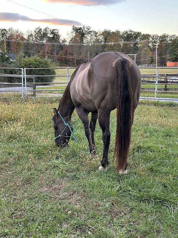 quarter-horse