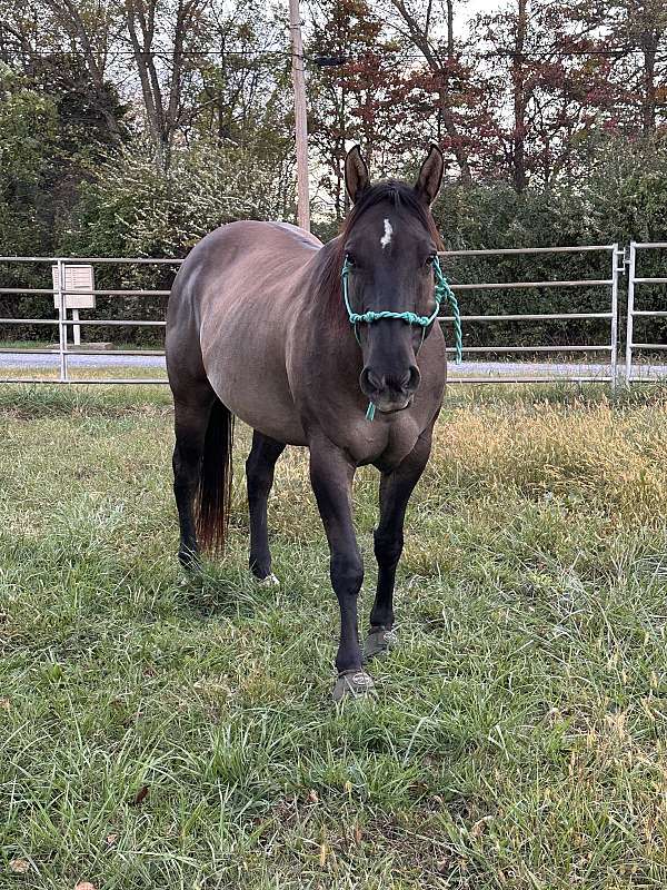 quarter-horse-gelding
