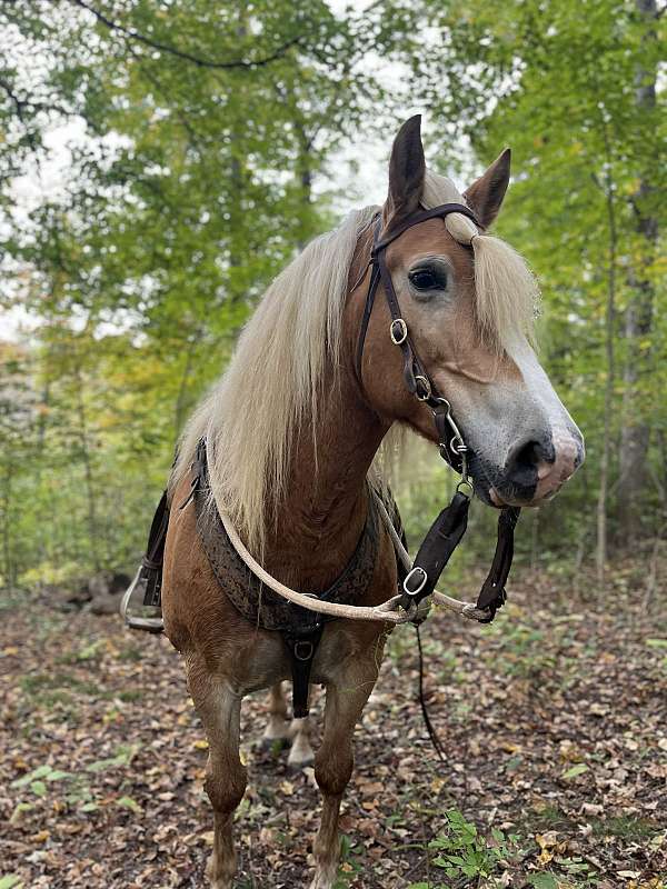 chestnut-dapple-horse
