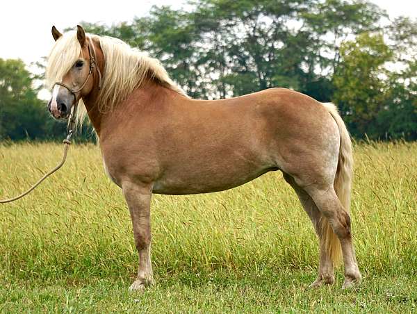 dapple-horse