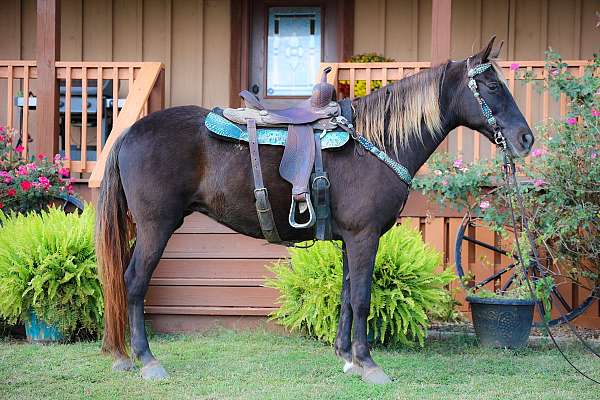 rodeo-queen-rocky-mountain-horse