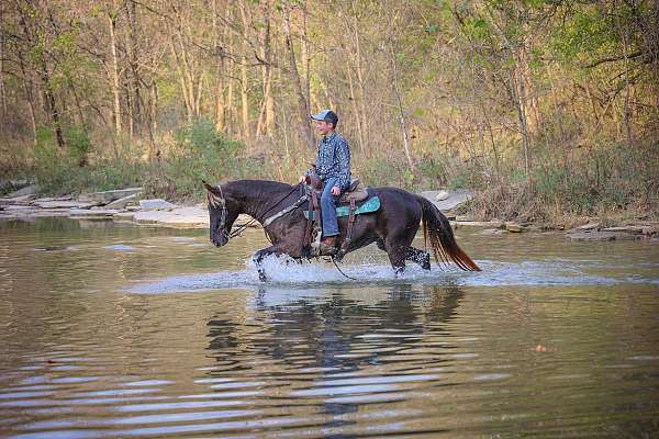 show-experienc-rocky-mountain-horse