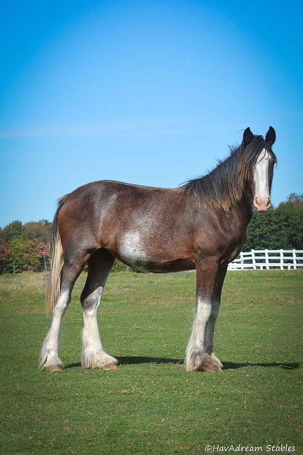 bay-roan-drum-horse
