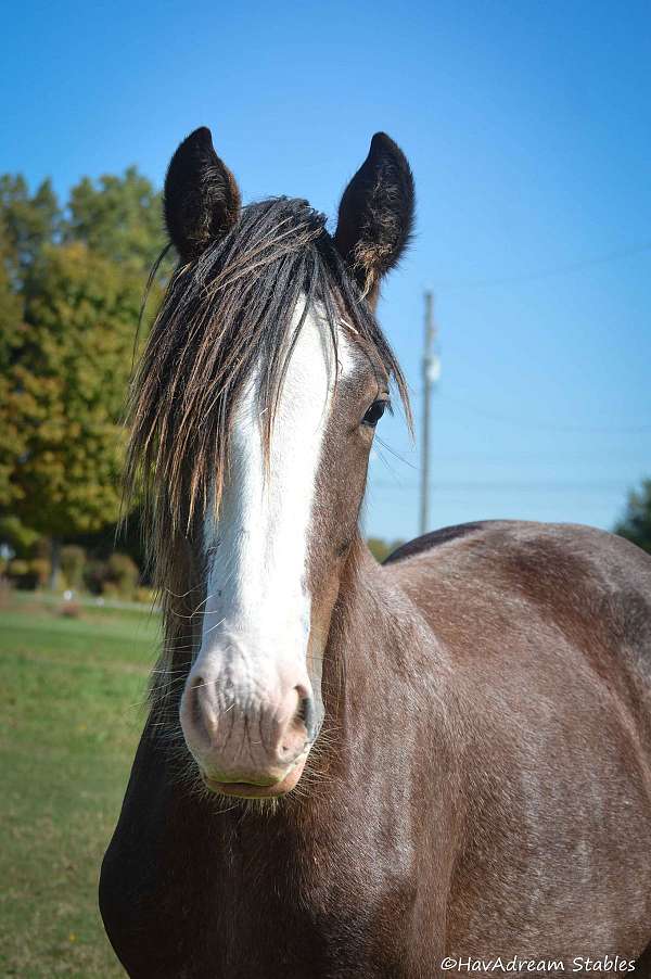beautifully-built-drum-horse