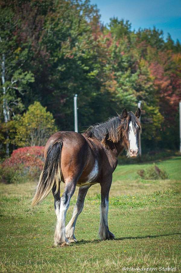 built-drum-horse