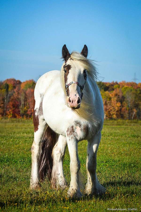 and-for-the-farrier-drum-horse