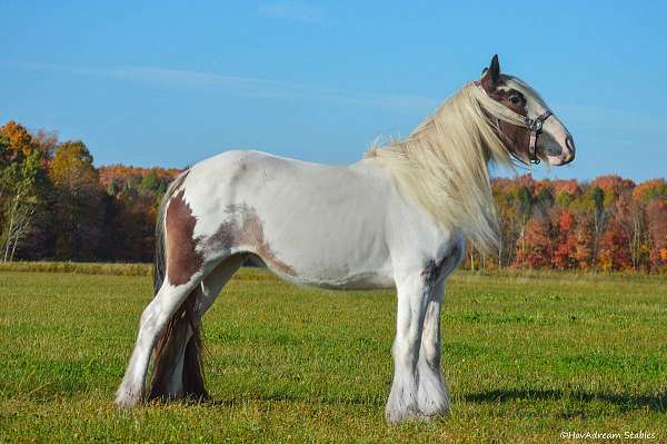 bay-roan-tobiano-drum-horse