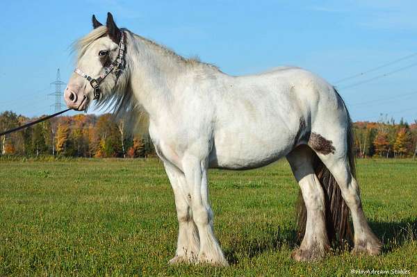 best-drum-horse