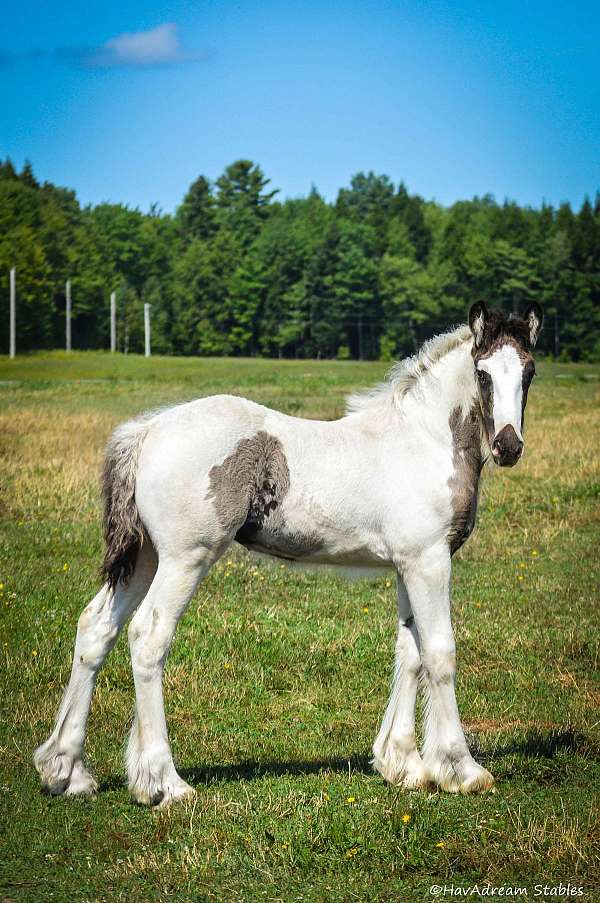 clear-drum-horse