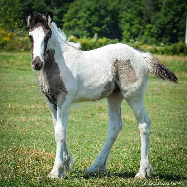 confidence-drum-horse
